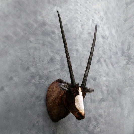 South African Sable Oryx Head Life Size Statue