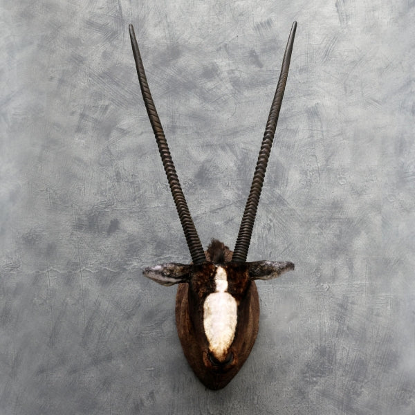 South African Sable Oryx Head Life Size Statue