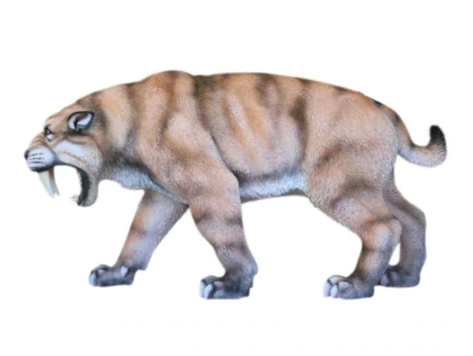 Saber Tooth Tiger Growling Life Size Statue