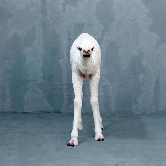 Baby Camel Life Size Statue