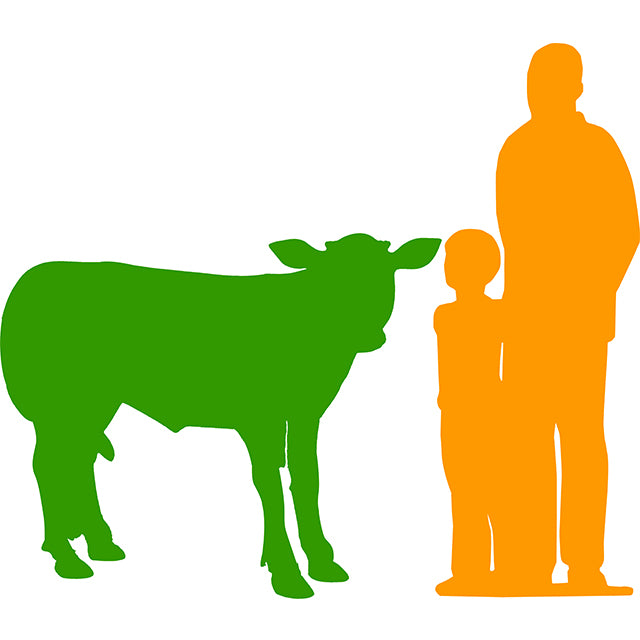 Baby Holstein Cow Life Size Statue