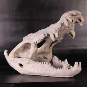 Crocodile Skull Life Size Statue