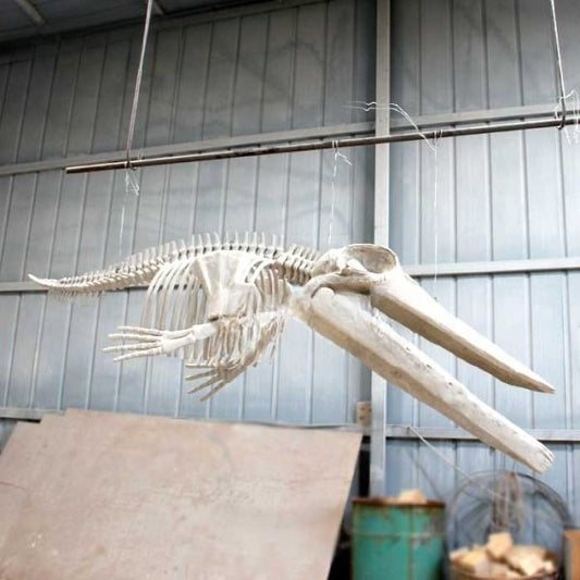 Blue Whale Skeleton