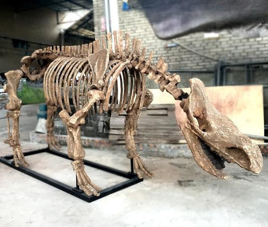 Life Size Animal Rhinoceros Skeleton Replica