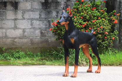 Standing Doberman Life Size Statue