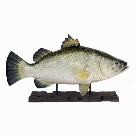 Barramundi Fish with Base Life Size Statue
