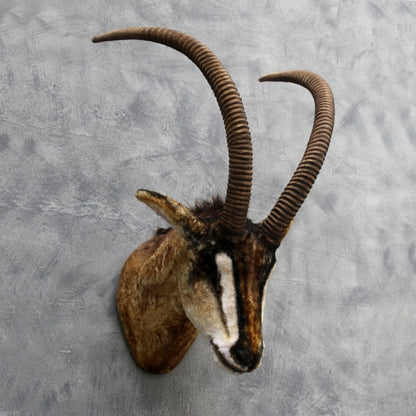 Sable Antelope Head Wall Decor