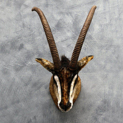 Sable Antelope Head Wall Decor