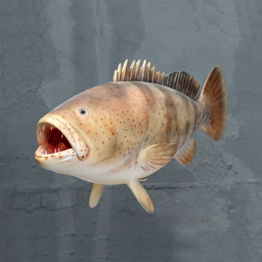 Estuary Cod Fish Life Size Statue