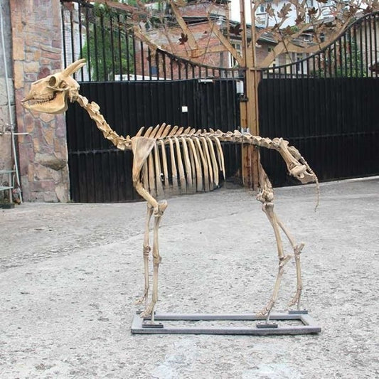 Full Size Antelope Skeleton