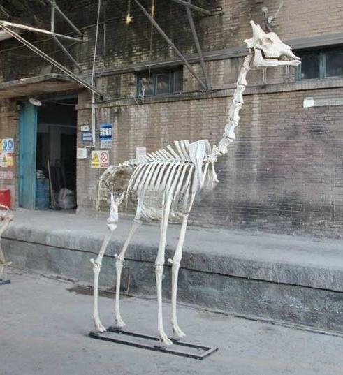 Realistic Giraffe Skeleton