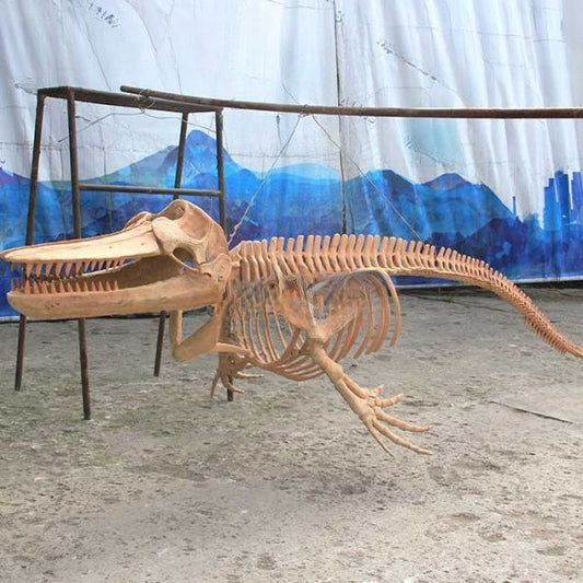 Life Size Killer Whale Skeleton