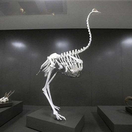 Real Size Ostrich Skeleton