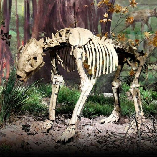 Fake Giant Panda Skeleton