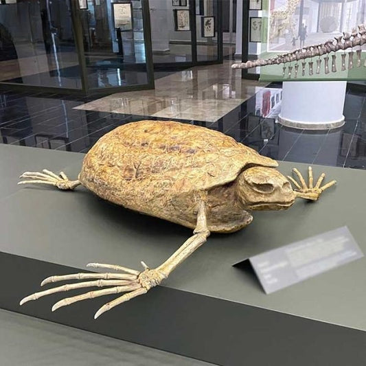 Giant Sea Turtle Fossil Replica