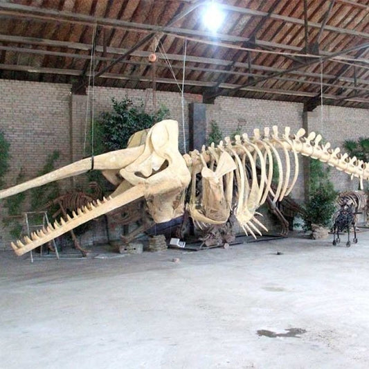 Life-Size Sperm Whale Skeleton