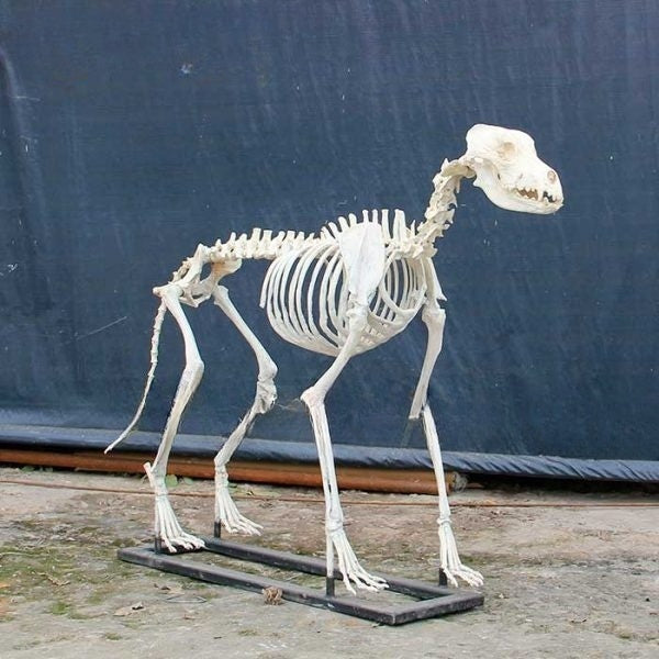 Dog Skeleton Replica