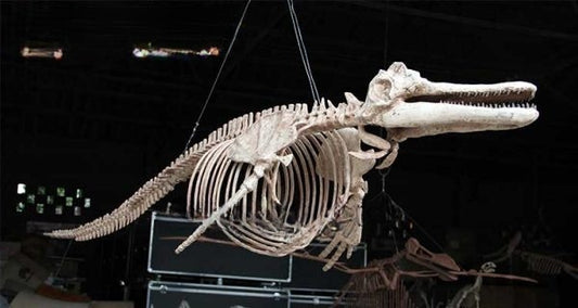 Life Size Dolphin Skeleton