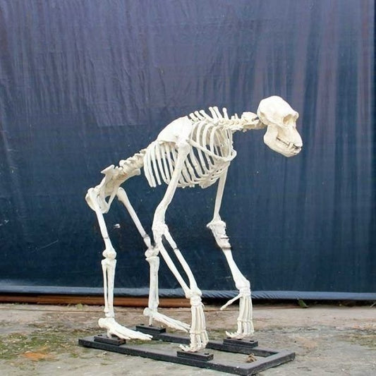 Articulated Gorilla Chimpanzee Skeleton