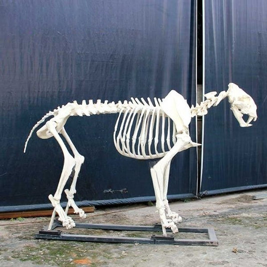 Complete Lion Skeleton