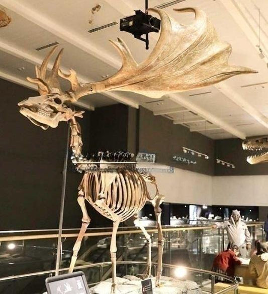 Full Size Megaloceros Giganteus Irish Elk Skeleton