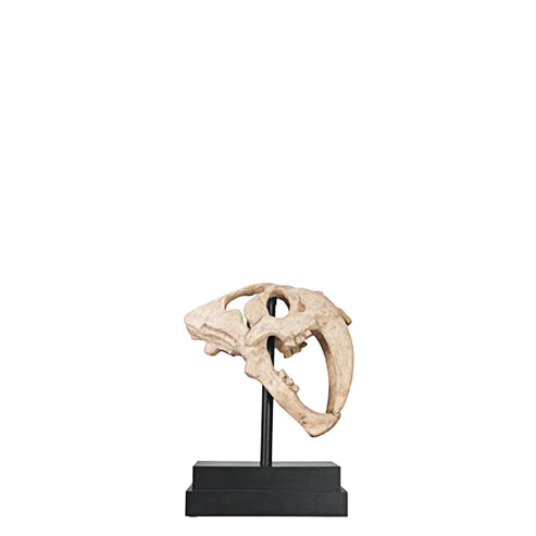 Saber Tooth Skull Statue