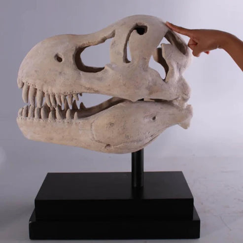 T-Rex Dinosaur Skull Statue