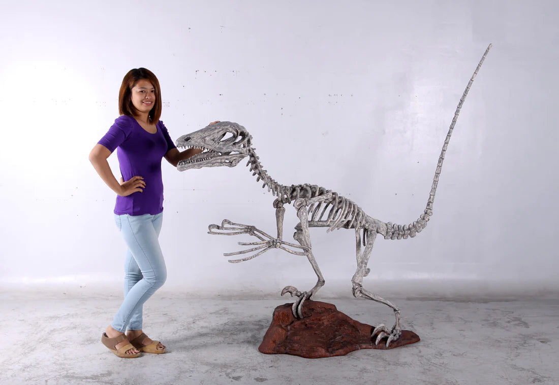 Deinonychus Dinosaur Skeleton Life Size Statue
