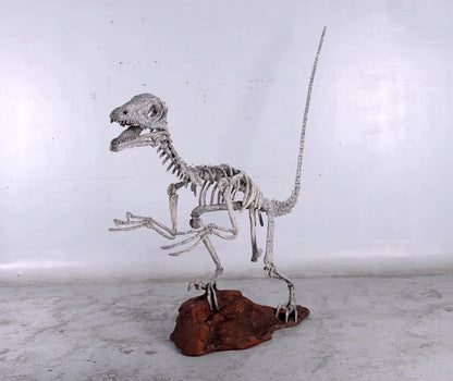 Deinonychus Dinosaur Skeleton Life Size Statue